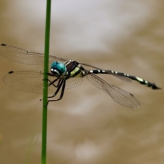 Parasynthemis regina (Royal Tigertail) at Mongarlowe, NSW - 19 Dec 2023 by LisaH