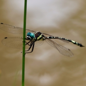 Parasynthemis regina at QPRC LGA - 19 Dec 2023