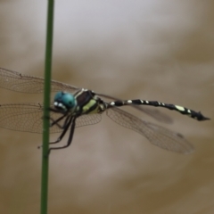 Parasynthemis regina at QPRC LGA - suppressed