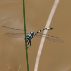 Parasynthemis regina at QPRC LGA - 19 Dec 2023