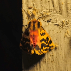 Ardices curvata (Crimson Tiger Moth) at QPRC LGA - 19 Dec 2023 by Csteele4