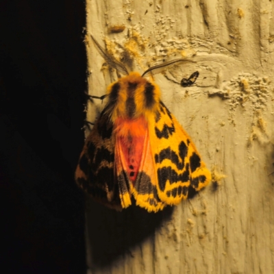 Ardices curvata (Crimson Tiger Moth) at QPRC LGA - 19 Dec 2023 by Csteele4