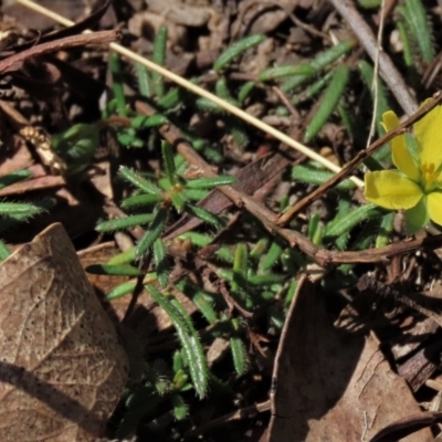 Hibbertia riparia at Tinderry, NSW - 18 Nov 2023 by AndyRoo