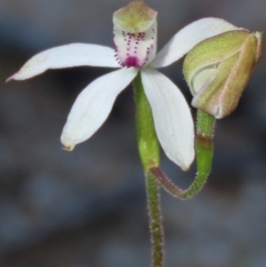 Caladenia moschata at Tinderry Mountains - suppressed