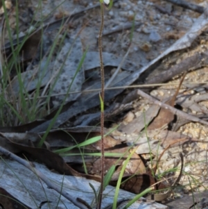 Caladenia moschata at Tinderry Mountains - suppressed