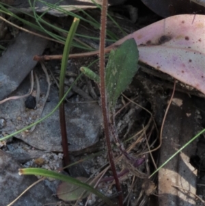 Caladenia moschata at Tinderry Mountains - suppressed