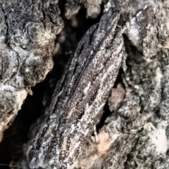 Ardozyga phloeodes (A Gelechioid moth) at Higgins, ACT - 17 Dec 2023 by Untidy