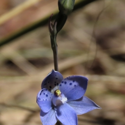 Thelymitra juncifolia (Dotted Sun Orchid) at Tinderry Mountains - 18 Nov 2023 by AndyRoo