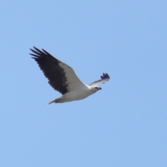 Haliaeetus leucogaster (White-bellied Sea-Eagle) at Wellington Point, QLD - 18 Dec 2023 by TimL