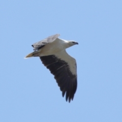 Icthyophaga leucogaster at Wellington Point, QLD - 19 Dec 2023 10:09 AM