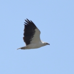 Icthyophaga leucogaster at Wellington Point, QLD - 19 Dec 2023 10:09 AM
