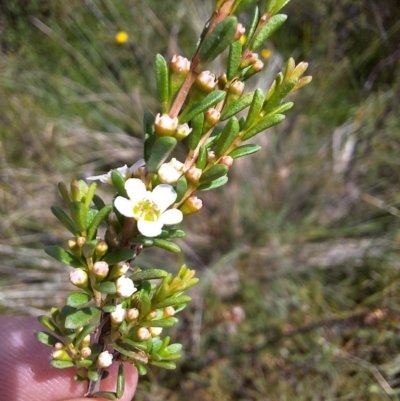 Baeckea utilis (Mountain Baeckea) at Paddys Flat, NSW - 18 Dec 2023 by forest17178