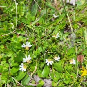 Scaevola hookeri at Paddys Flat, NSW - suppressed