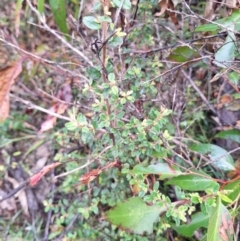 Pomaderris elachophylla (Lacy Pomaderris) at Cathcart, NSW - 19 Dec 2023 by forest17178