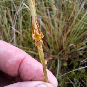 Prasophyllum wilkinsoniorum at South East Forest National Park - 19 Dec 2023