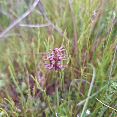 Corunastylis turfosa (Alpine midge orchid) at Glen Allen, NSW - 19 Dec 2023 by forest17178