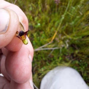 Corunastylis formosa at suppressed - 19 Dec 2023