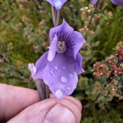 Thelymitra cyanea (Veined Sun Orchid) at South East Forest National Park - 19 Dec 2023 by forest17178