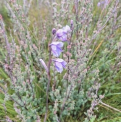 Thelymitra cyanea at South East Forest National Park - suppressed