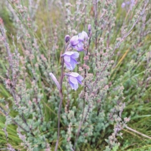 Thelymitra cyanea at South East Forest National Park - suppressed