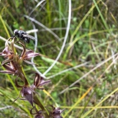 Muscidae (family) at Paddys Flat, NSW - 19 Dec 2023 by forest17178