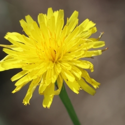 Hypochaeris radicata (Cat's Ear, Flatweed) at Yackandandah, VIC - 19 Dec 2023 by KylieWaldon