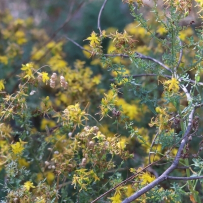 Hypericum perforatum (St John's Wort) at Yackandandah, VIC - 18 Dec 2023 by KylieWaldon