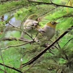Zosterops lateralis (Silvereye) at Yackandandah, VIC - 19 Dec 2023 by KylieWaldon