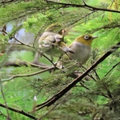 Zosterops lateralis (Silvereye) at Yackandandah, VIC - 18 Dec 2023 by KylieWaldon