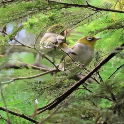 Zosterops lateralis (Silvereye) at Yackandandah, VIC - 18 Dec 2023 by KylieWaldon