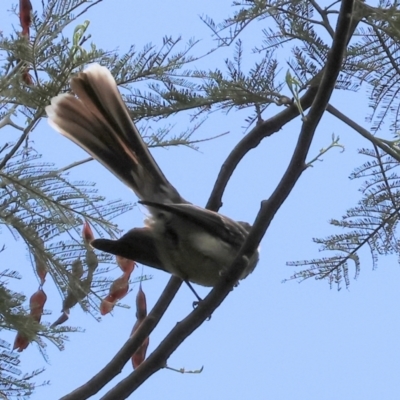 Rhipidura albiscapa (Grey Fantail) at Yackandandah, VIC - 18 Dec 2023 by KylieWaldon