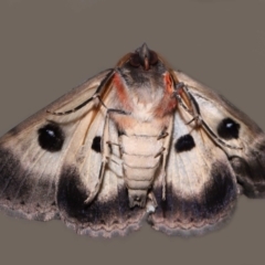 Donuca castalia (An Erebid moth (Catocalini)) at Wellington Point, QLD - 5 Dec 2023 by TimL