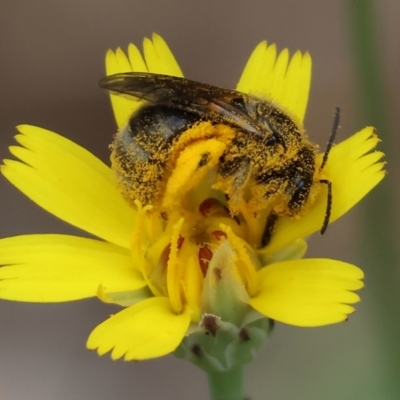 Unidentified Bee (Hymenoptera, Apiformes) at Yackandandah, VIC - 18 Dec 2023 by KylieWaldon