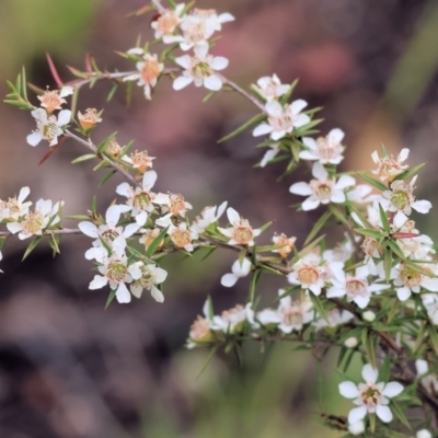 Leptospermum continentale (Prickly Teatree) at Yackandandah, VIC - 18 Dec 2023 by KylieWaldon