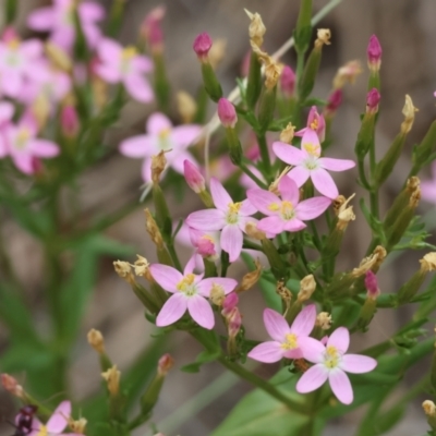 Centaurium erythraea (Common Centaury) at Yackandandah, VIC - 18 Dec 2023 by KylieWaldon