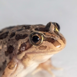 Limnodynastes tasmaniensis at QPRC LGA - suppressed