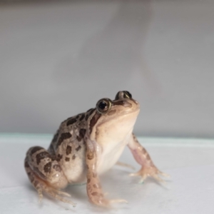 Limnodynastes tasmaniensis at QPRC LGA - suppressed