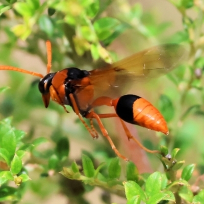 Unidentified Potter wasp (Vespidae, Eumeninae) at Yackandandah, VIC - 18 Dec 2023 by KylieWaldon