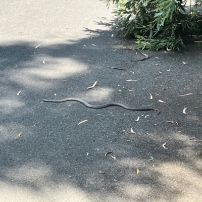 Pseudonaja textilis (Eastern Brown Snake) at Canberra Central, ACT - 19 Dec 2023 by courtneyb