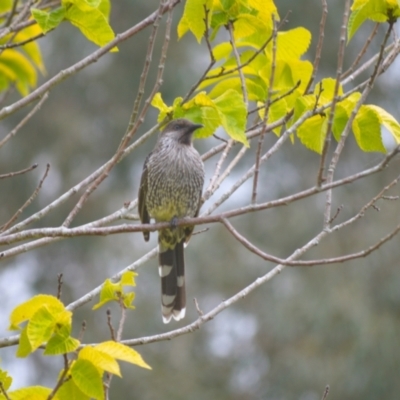 Anthochaera chrysoptera (Little Wattlebird) at Jamberoo, NSW - 19 Dec 2023 by plants