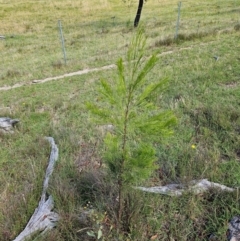 Exocarpos cupressiformis (Cherry Ballart) at Moncrieff, ACT - 15 Dec 2023 by Jiggy