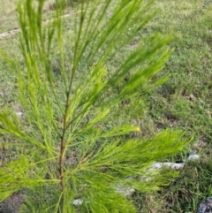 Exocarpos cupressiformis at Moncrieff, ACT - 15 Dec 2023