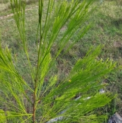 Exocarpos cupressiformis at Moncrieff, ACT - 15 Dec 2023 10:12 AM