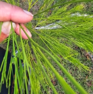 Exocarpos cupressiformis at Moncrieff, ACT - 15 Dec 2023 10:12 AM