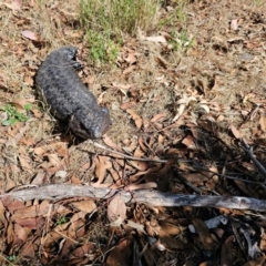 Tiliqua rugosa (Shingleback Lizard) at Taylor, ACT - 14 Dec 2023 by Jiggy