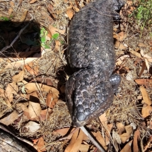 Tiliqua rugosa at Taylor, ACT - 15 Dec 2023 09:03 AM