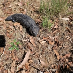 Tiliqua rugosa at Taylor, ACT - 15 Dec 2023 09:03 AM