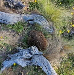 Tachyglossus aculeatus (Short-beaked Echidna) at Taylor, ACT - 18 Dec 2023 by Jiggy