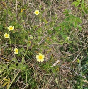 Potentilla recta at Taylor, ACT - 18 Dec 2023