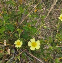 Potentilla recta at Taylor, ACT - 18 Dec 2023